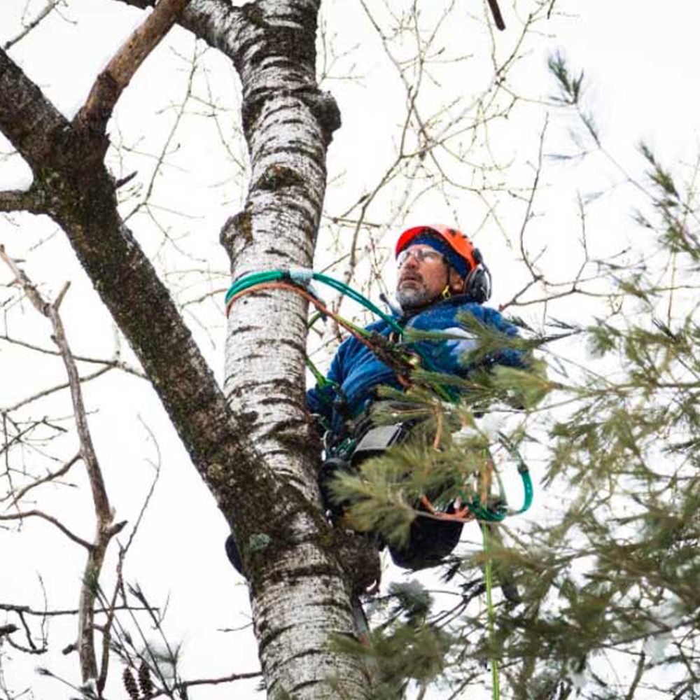 Buckingham TreeSqueeze